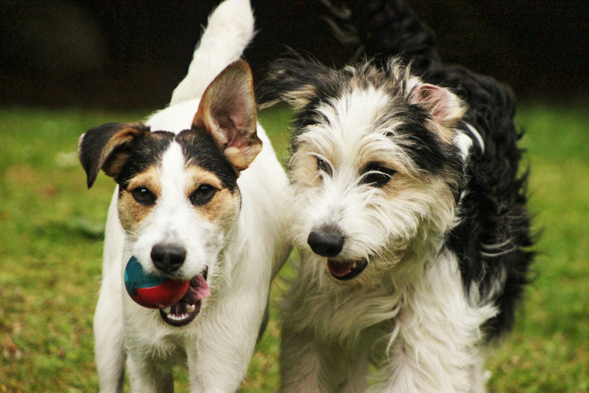 Two young dogs enjoying a game of ball.